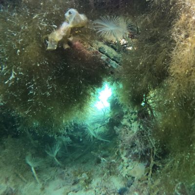 Sea Hive in Portland 24 April 2025